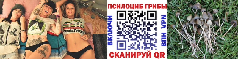Галлюциногенные грибы Psilocybe Купить закладки Солнечногорск